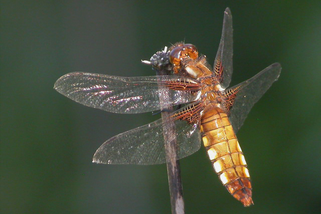 Platbuik